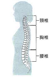 然かつ理想的な背骨（脊椎）のカーブ